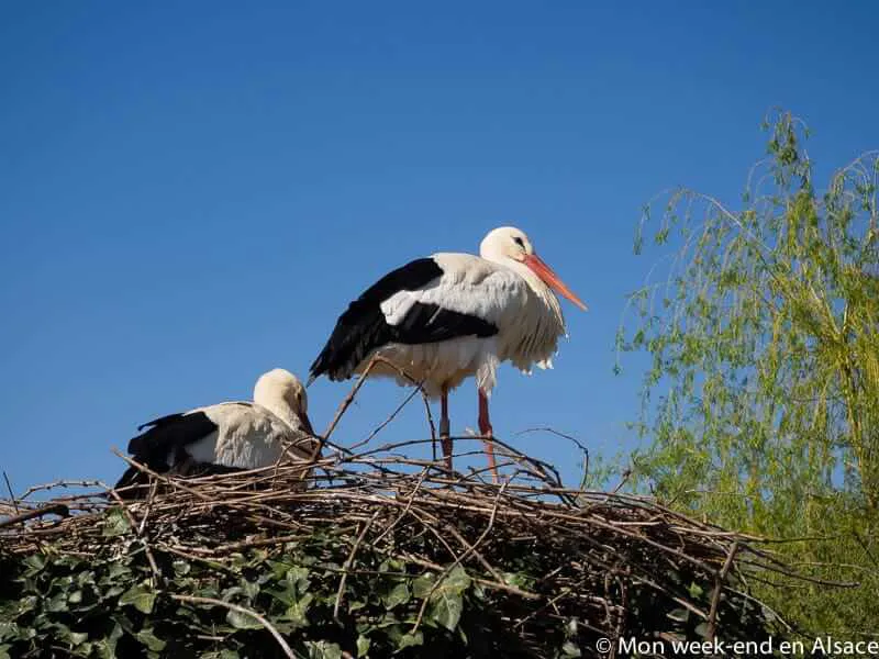 Visit to NaturOparC in Hunawihr 1 storks-natur-parc-hunawihr