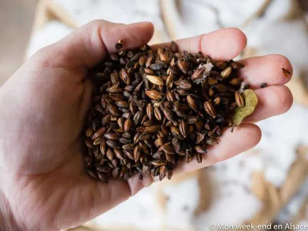 malt-villa-meteor