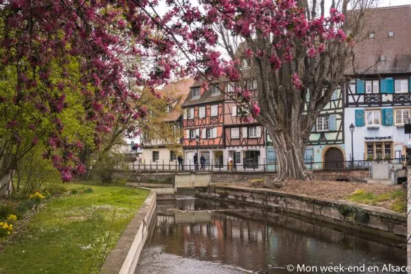 spring-colmar