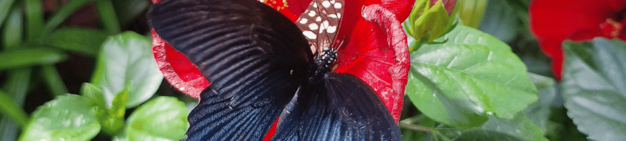 butterfly-1