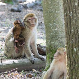bebe-singe-macaque-barbarie