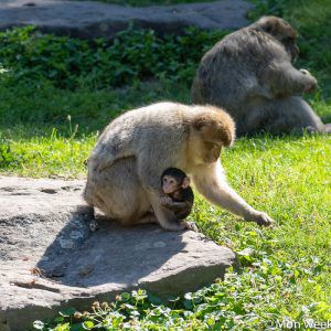mother-baby-monkey