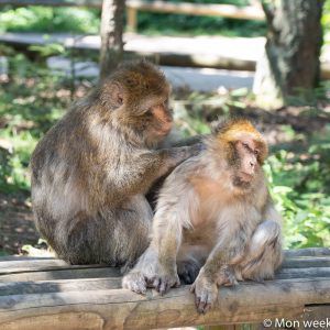 monkeys-peeled-macaques-barbaria