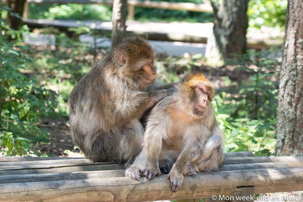 monkeys-peeled-macaques-barbaria