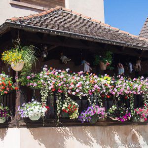 balcon-fleuri-bergheim