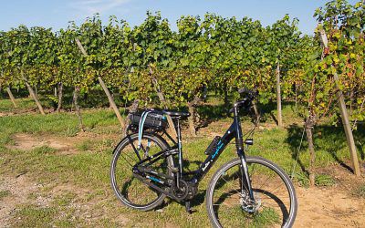 Electric bike ride on the Wine Route with Alsa Cyclo Tours