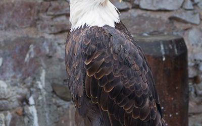Visit of the Volerie des Aigles – My opinion on this animal park