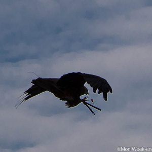 show-free-flying-raptors-volerie-eagles