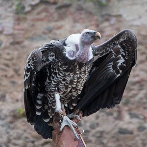 vulture-spectace-volerie-aigles-alsace