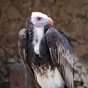 vautour-tete-blanche-volerie-aigles-kintzheim