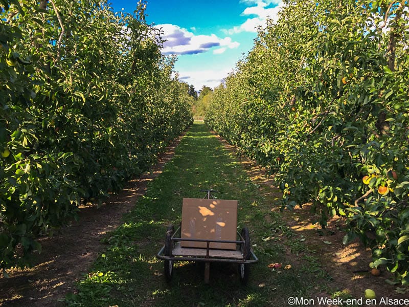 It’s fall, let’s all go to free apple picking!
