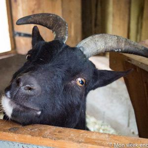 goat-farming-sunshine