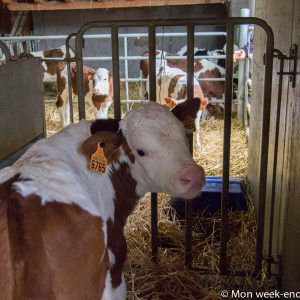 calf-farming-sunshine-hohrod