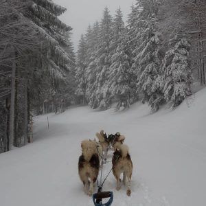 alsace-winter-dogs-trainers