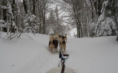 Dog sledding experience in Schnepfenried with Rêve de Nord