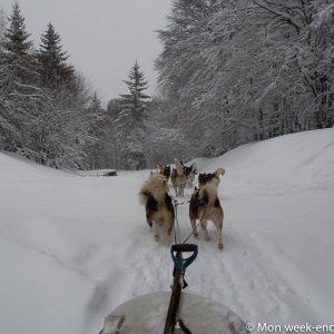 winter-alsace-dogs-trainers