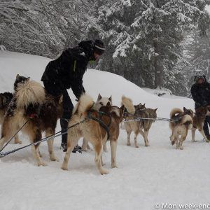 reve-nord-dogs-schnepfenried-alsace