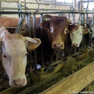 cows-farm-hostel-cowshed