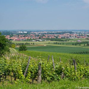 view-vineyard-rosheim