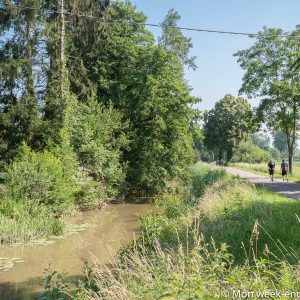 bike-path-canal-tree