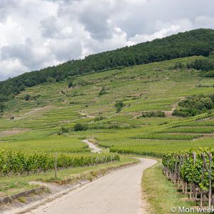 vineyard-kaysersberg