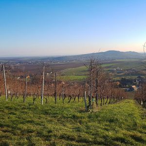 vineyard-wangen walk