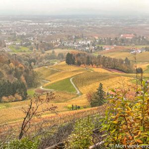 vineyard-autumn-sasbachwalden