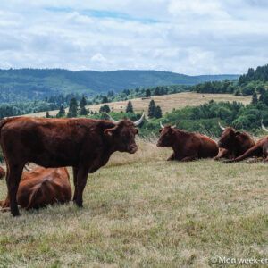 vaches-chaumes-grendelbruch
